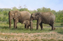 elephants