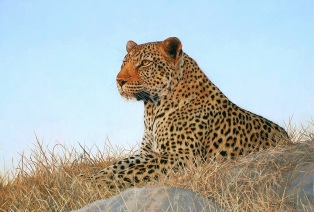 leopard oil