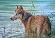 Grey Wolf water