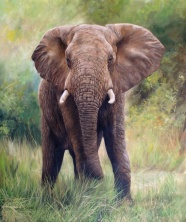 elephant wildlife artist