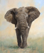 elephant wildlife artist