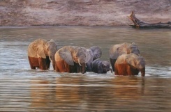 elephants animal paintings