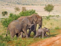 Elephants animal painting