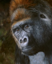 gorilla wildlife art