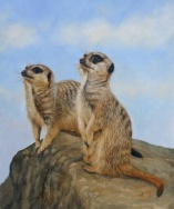 Meerkats wildlife art