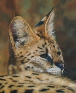 serval wildlife
