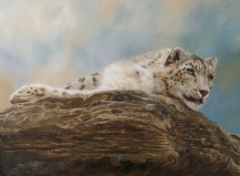 snow leopard wildlife