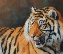 tiger big cats