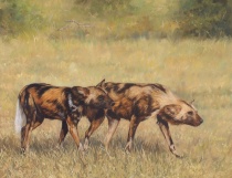 wild dogs afican wildlife