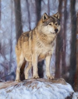 Grey Wolf wildlife artist